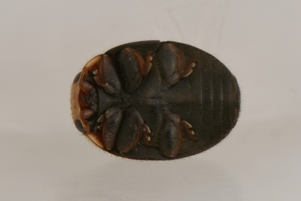 Coccinellidae: Platynaspis luteorubra